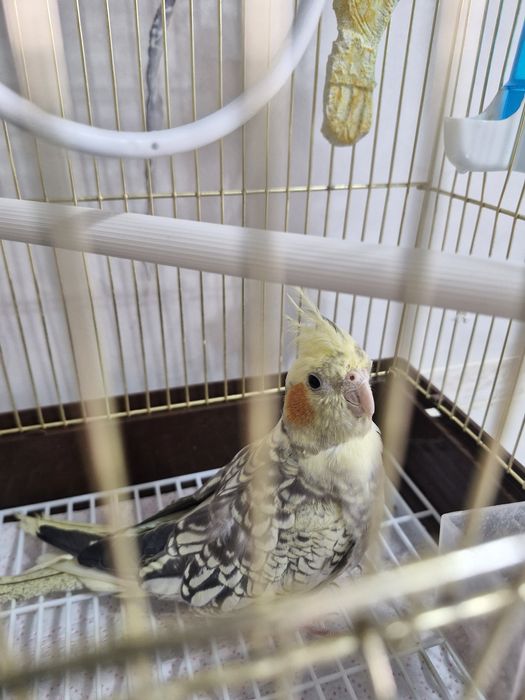 Продаётся попугай корелла с комплектом для содержания