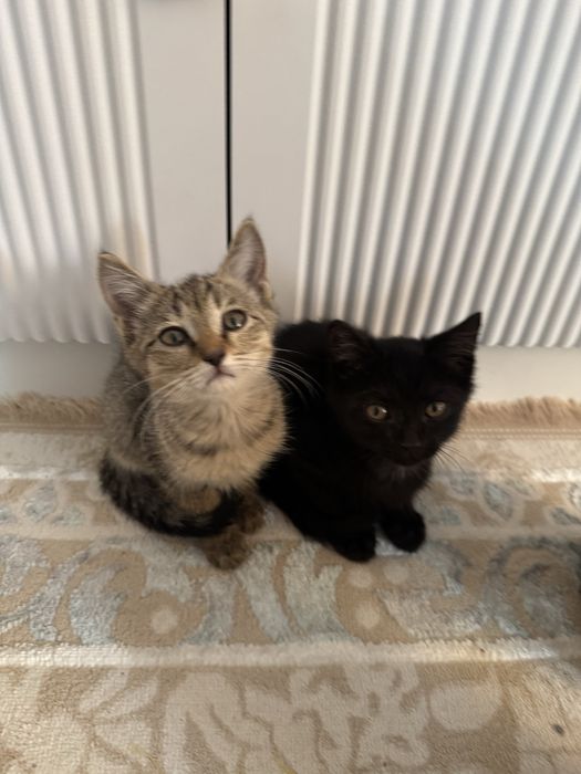 Отдам бесплатно котят