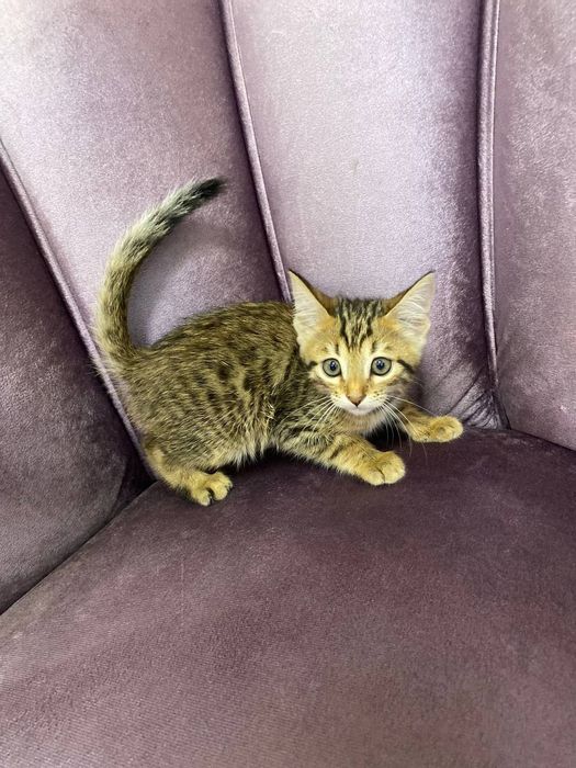Toza zotli Bengal qiz bola