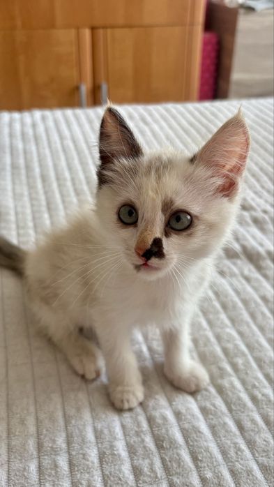 Котенок девочка 2 месяца
