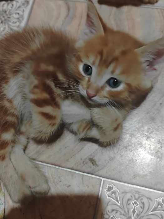 Отдам котят в хорошие руки.