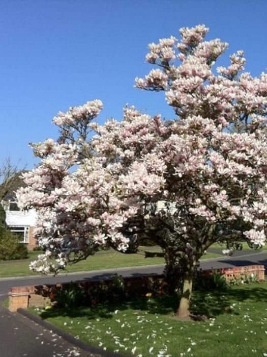 Magnoliya Sulanja daraxti guli pushti rangda