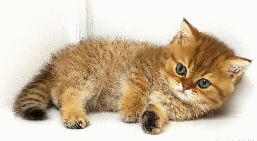 БритаШки КотЯта ОчаРоваШки