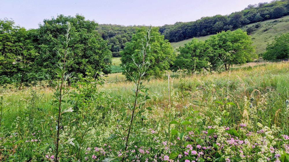 Teren 3826 mp în sat Moldovenești