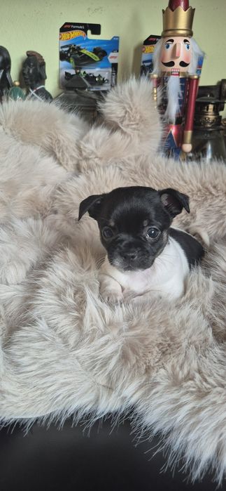 Chihuahua fetita cu acte
