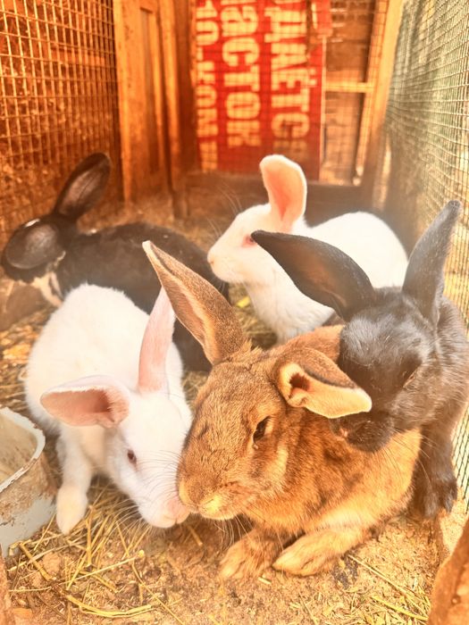 Quyonlar har xil parodiyadagi