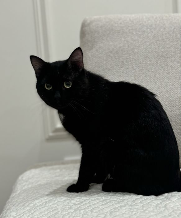 Отдам кота в добрые руки