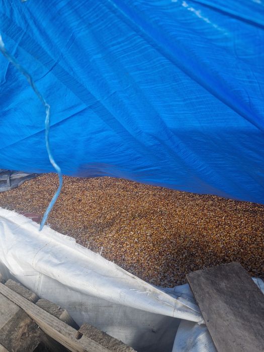 Vand porumb  ,graunte