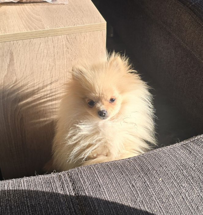 Спешно Продава се померанче на 5 месеца