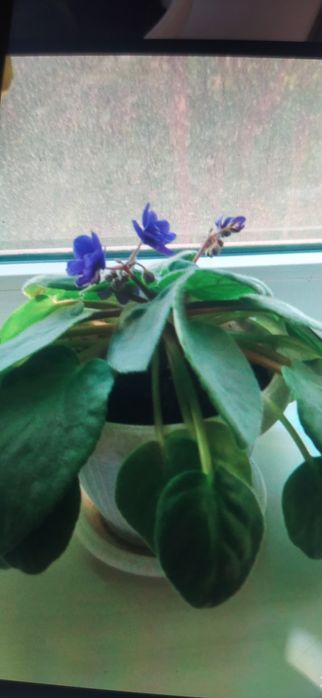 Продам комнатные цветы