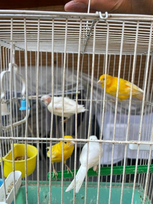 Канарейка. Kanareyka