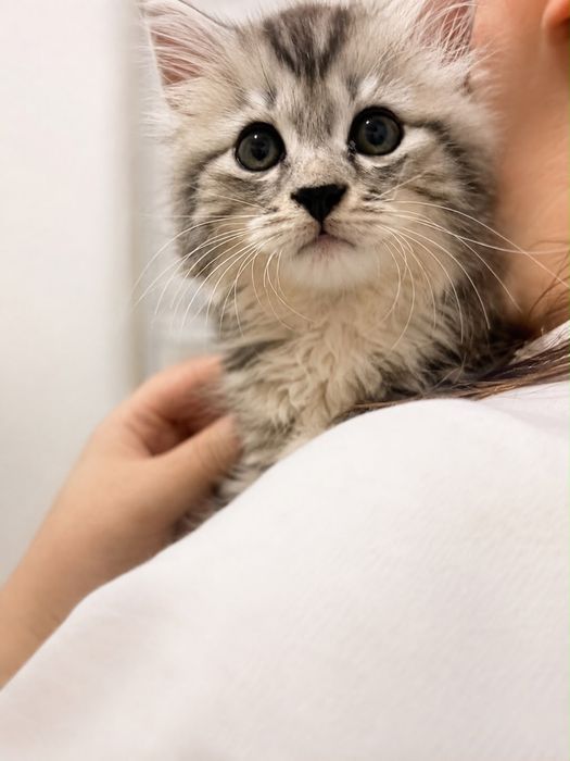 Котенок в хорошие руки