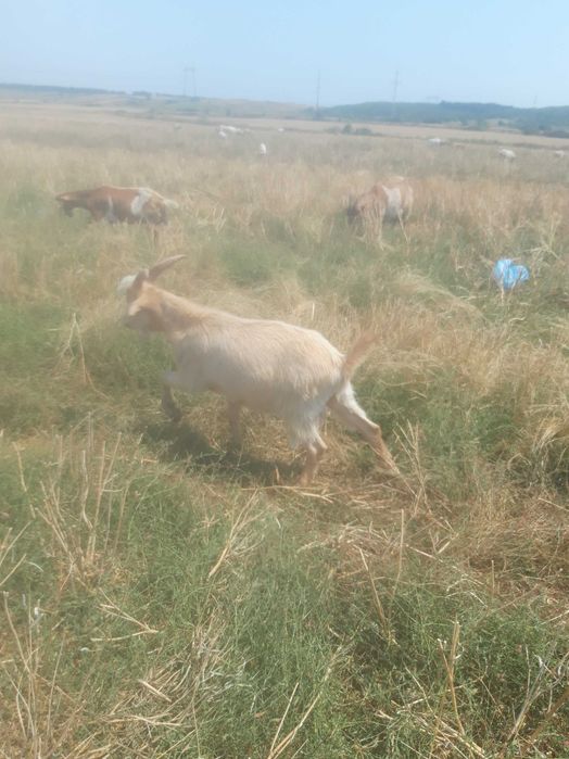 Vând iezi de anul acesta