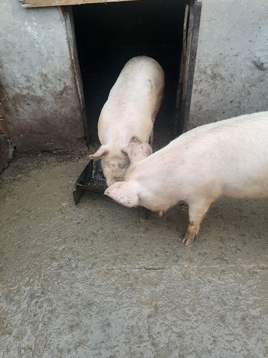 Спешно Продавам прасета за клане