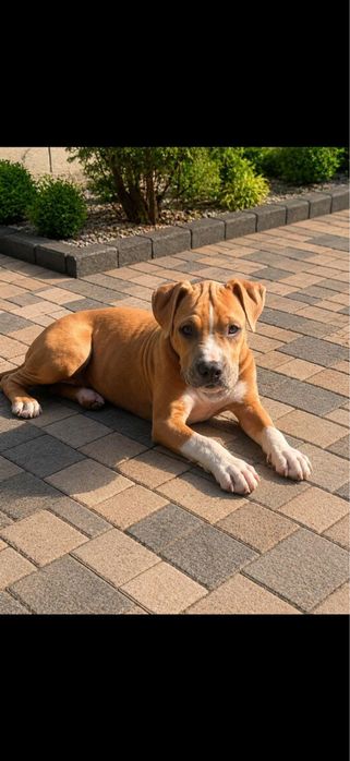 Amstaff femelă cu pedigree