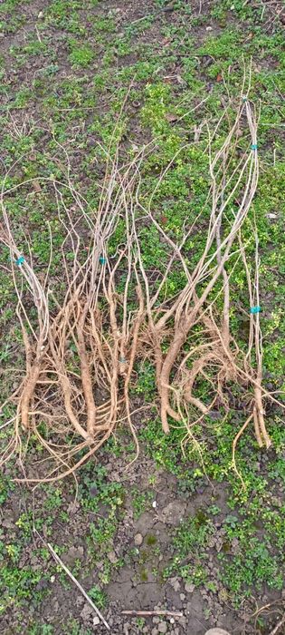 Puieți Glicina (Glycina, Wisteria)