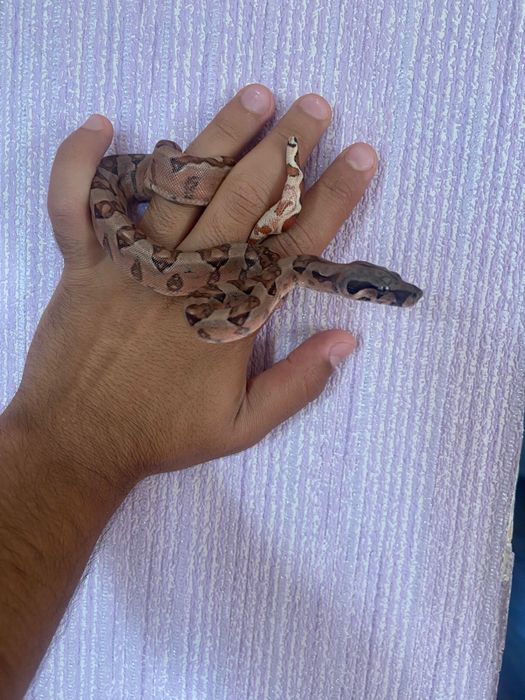 ручная змея удав