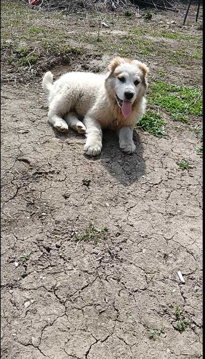 Алабай щенок девочка