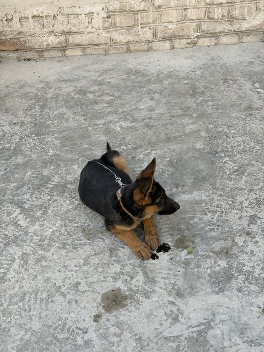 3oylik zoti toza nemis ovcharka