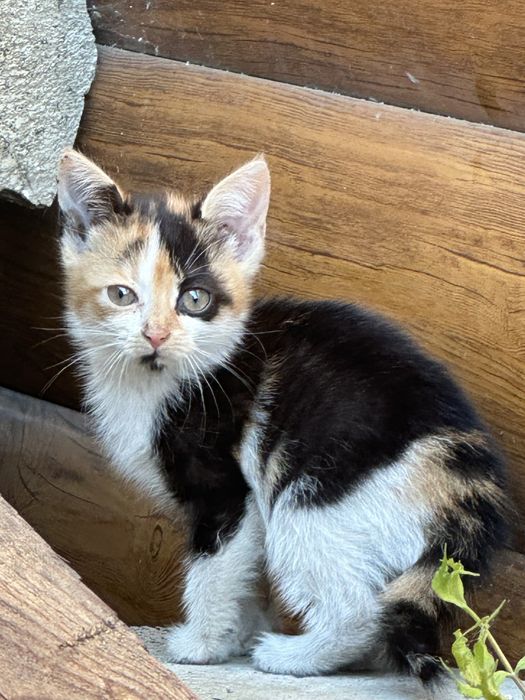 Отдам котят в хорошие руки срочно