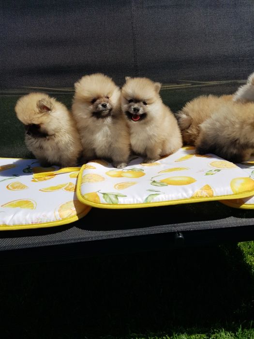 Померан померанчета Гр. София