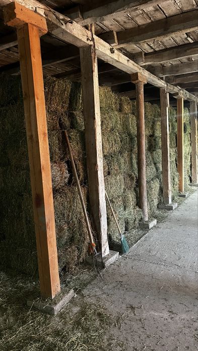 Жонышка, люцерна