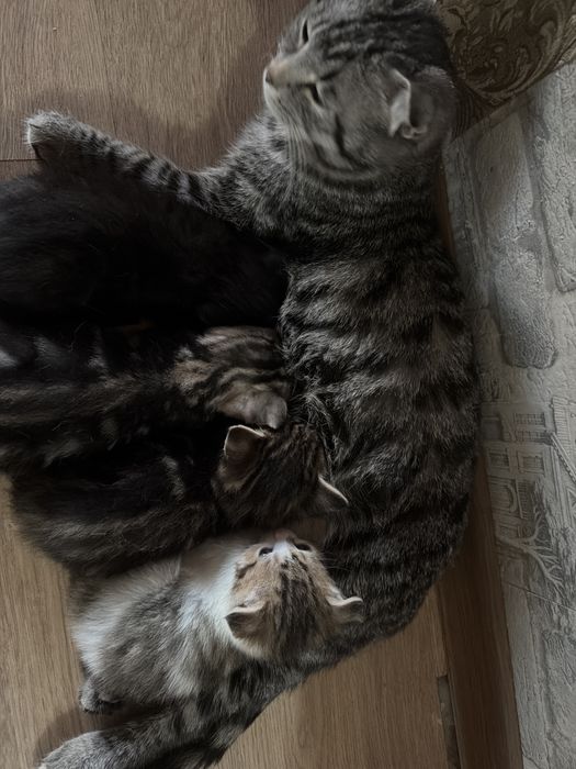 Мысык балдары бар