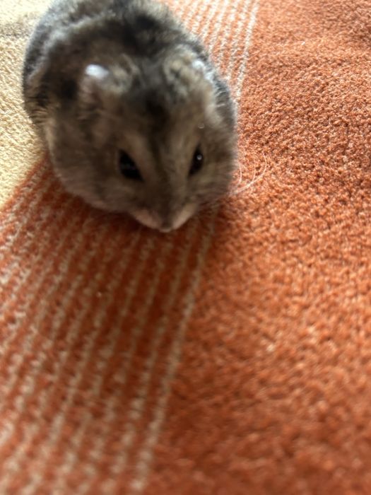 Отдам хомяка даром