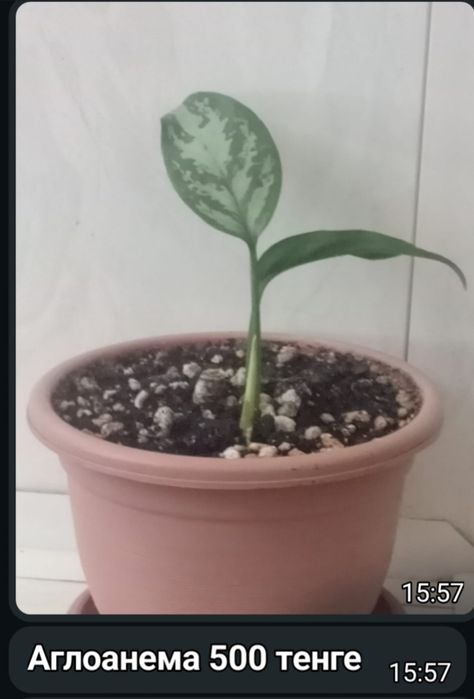 Комнатные цветы.