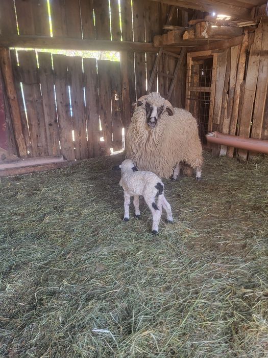 Vand oi cu miei 1400 negociabil