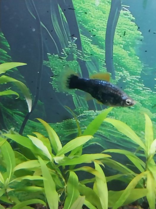 Обменяю рыбок аквариумных