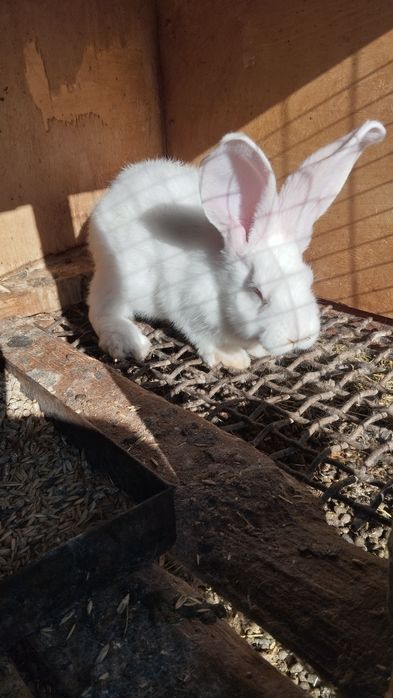 Продаются кролики-самцы.