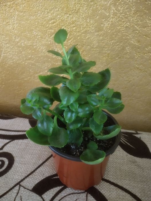 Комнатные цветы: эхинопсис, каланхоэ.