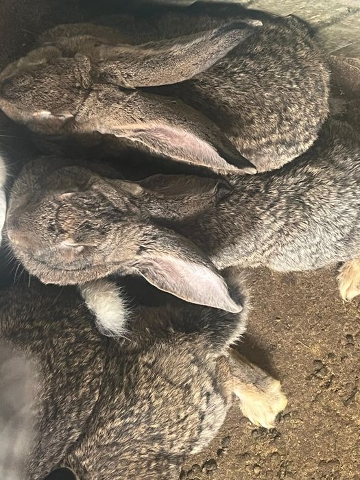 Vand iepuri urias belgian