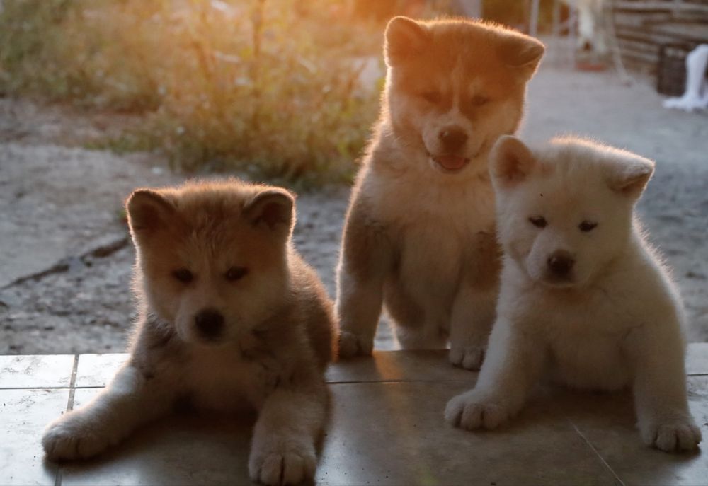 Pui de akita cauta o casuta noua