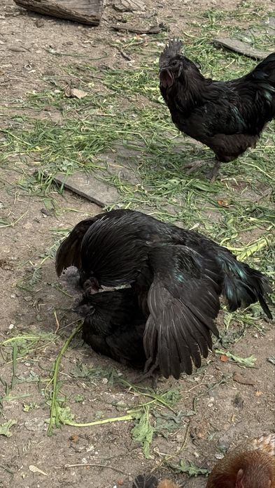 Петушки Ухейлюль , Шымкент