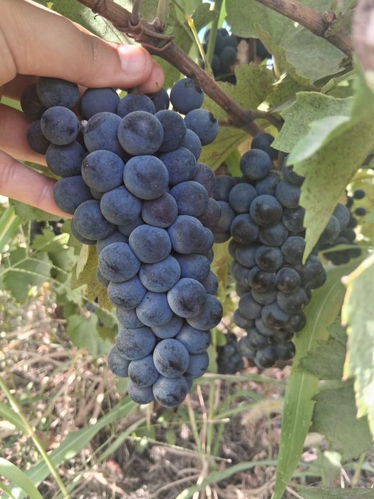 Vând struguri de vin