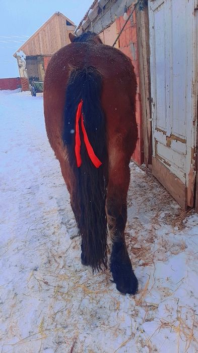 Vând sau schimb mânz