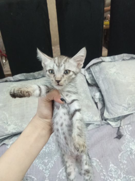Котята породистые