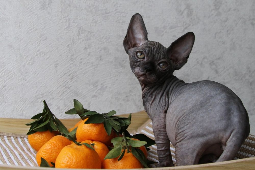 Котята сфинксы .