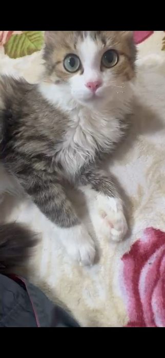 Котик в добрые руки