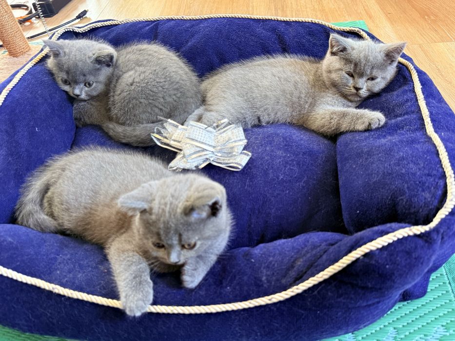 Продавам британски и шотландско котенца