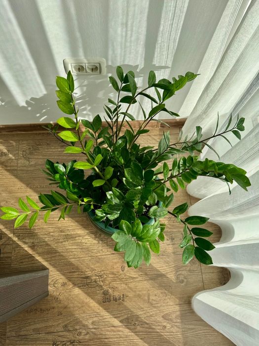 Zamioculcas ghiveci ceramic