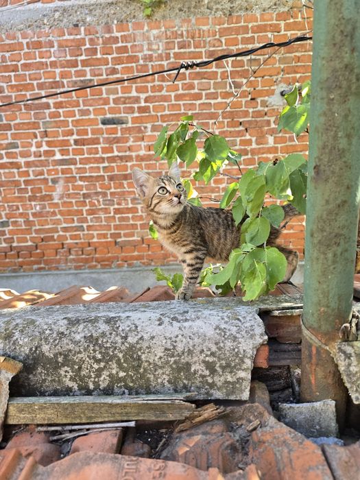 Подарявам женска котка на 4-5 месеца