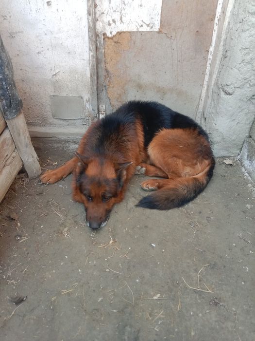 Nemis  Apcharkasi sotiladi