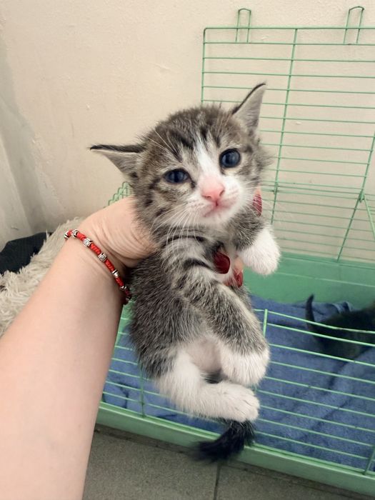 Котята ласковые воспитанные