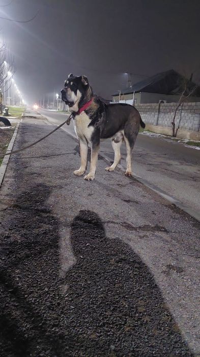 Алабай щенок супер тяж