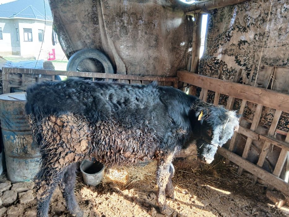 Животные корова и бык