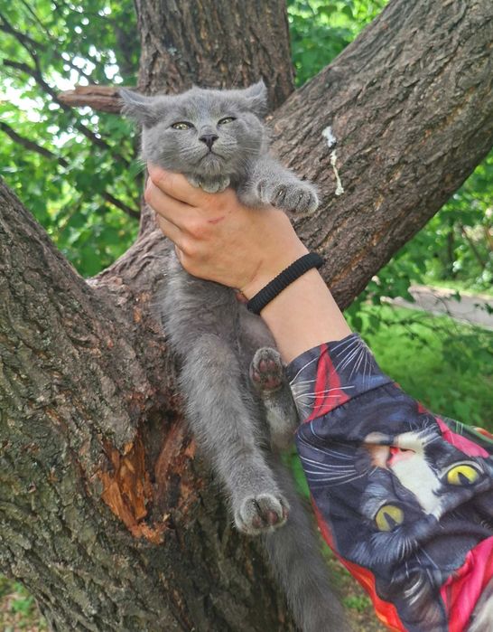 Отдам котёнка в добрые руки