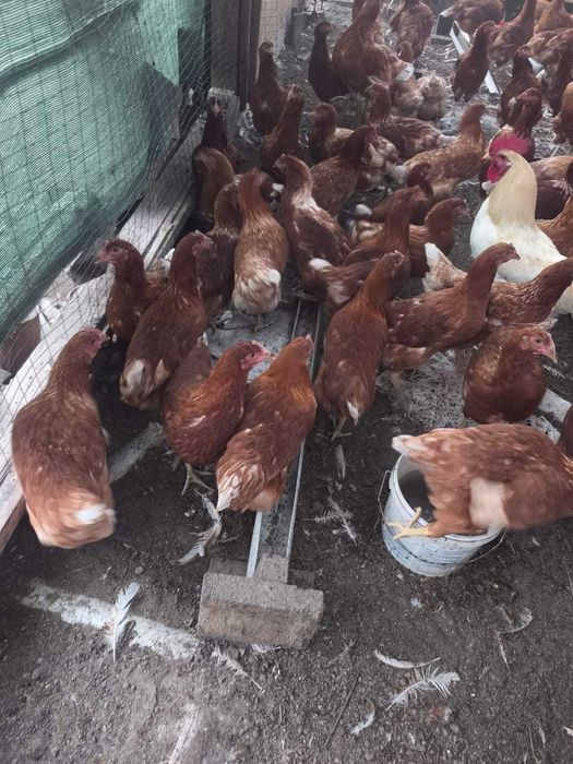 Продам курочек молодок  Ломан Браун несушки